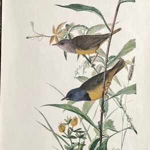 Antique Ornithological Bird Print Original warbler